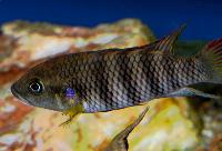 Benitochromis batesii