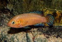 Rubricatochromis exsul