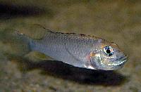 Ctenochromis polli