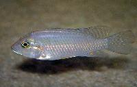 Ctenochromis polli
