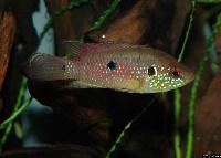 Hemichromis sp.