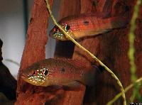 Hemichromis sp.
