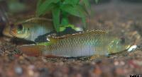 Nanochromis sp. "kassei"