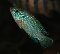 Hemichromis sp.
