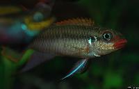 Pelvicachromis taeniatus sp. "nigeria red"