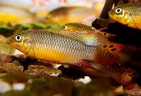Pelvicacchromis taeniatus, Lokoundje