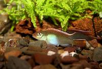 Nanochromis parilus