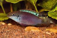Enigmatochromis lucanusi