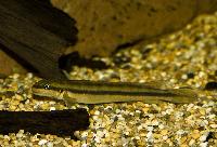 Gobiocichla ethelwynnae