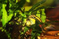 Pelvivachromis pulcher