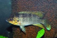 Rubricatochromis cerastogaster