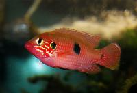 Hemichromis sp. 'ankasa'