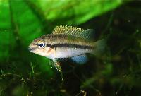 Parananochromis sp. 'sanaga'