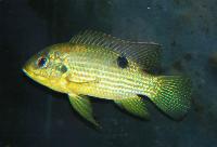 Pelmatochromis buettikoferi