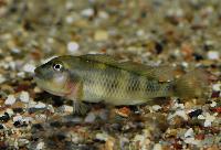 Steatocranus sp. 'dwarf'