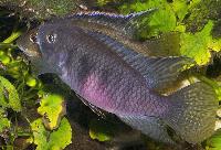  Benitochromis nigrodorsalis