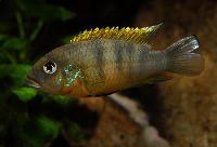 Benitochromis ufermanni