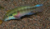 Pelvicachromis humilis "red spot liberia"