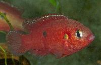 Rubricatochromis letourneuxi, Lake Mariu, Egypten