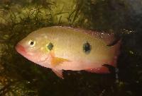 Rubricatochromis letourneuxi