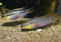 Pelvicachromis taeniatus,  Nange