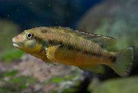 Orthochromis indermauri