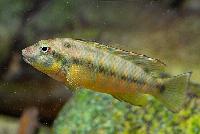Orthochromis indermauri