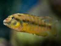 Orthochromis indermauri