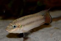 Pelvicachromis taeniatus, Wouri