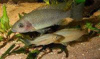 Sarotherodon steinbachi