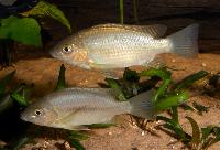 Sarotherodon steinbachi