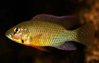 Thoracochromis callichromus