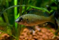 Thoracochromis brauschi