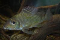 Tylochromis sudanensis