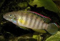 Wallaceochromis signatus