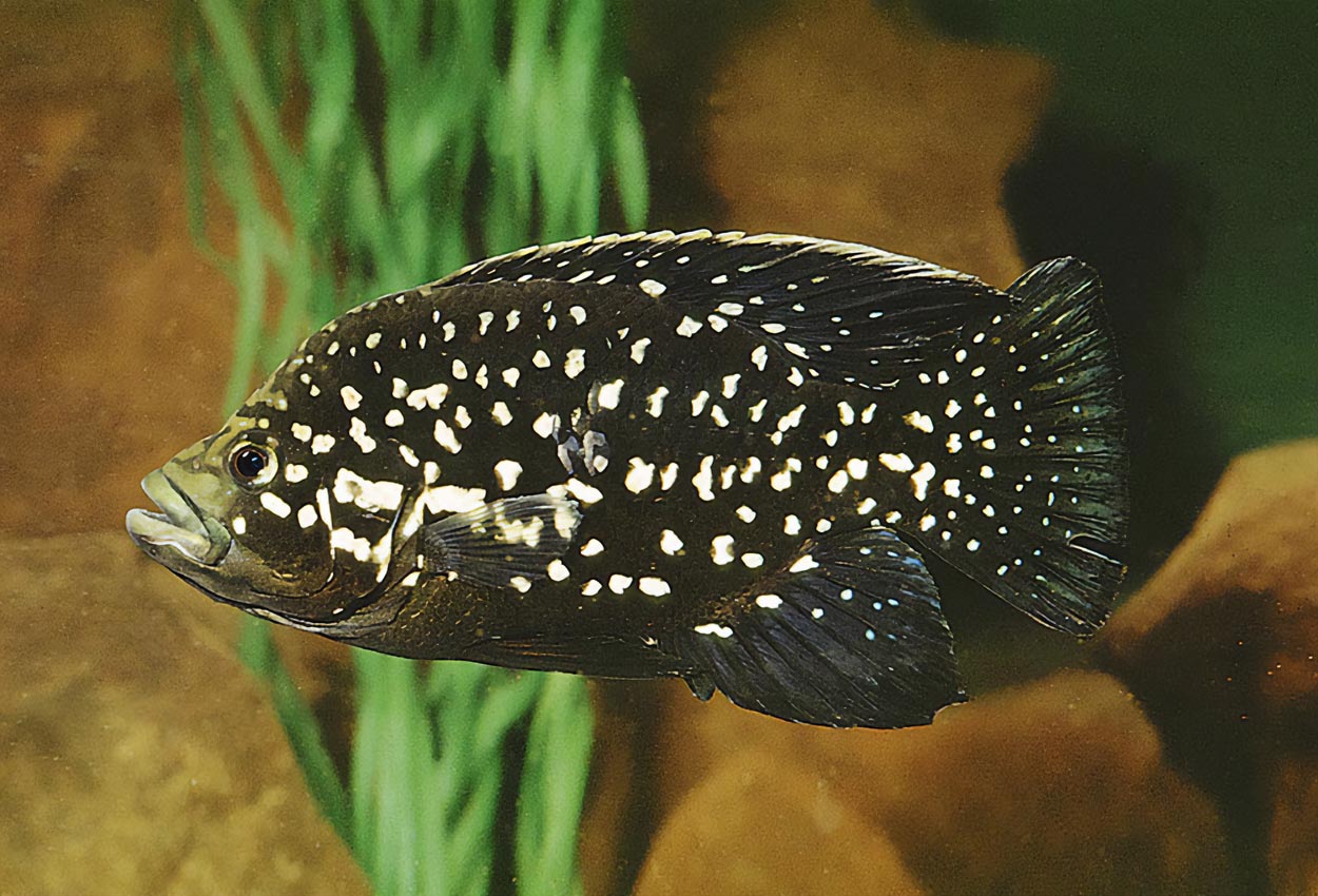 Paratilapia polleni
