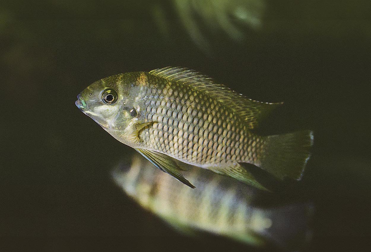 Tilapia joka