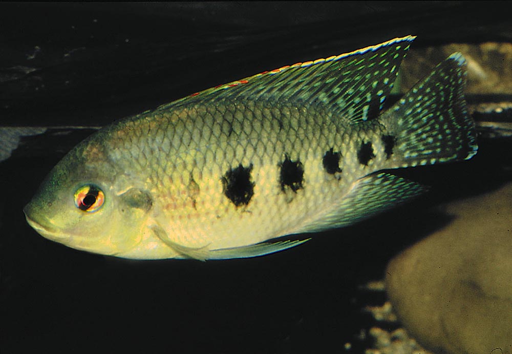 Tilapia mariae