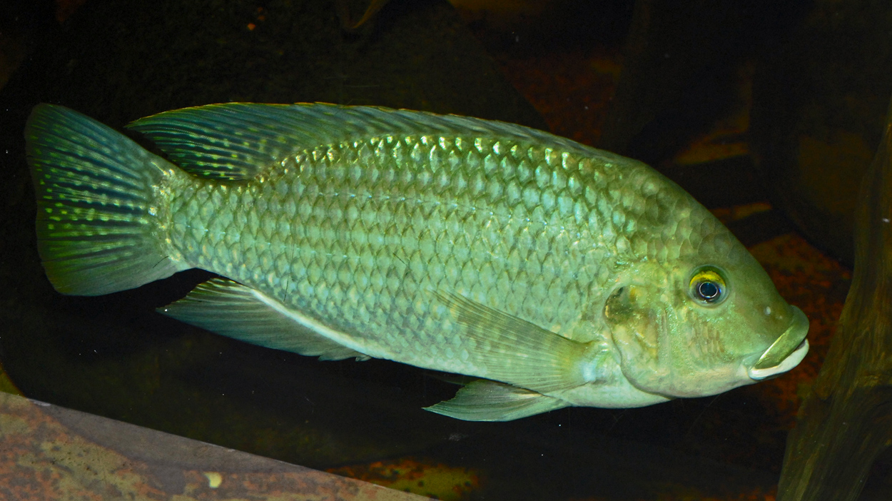 Sarotherodon galilaeus galilaeus 
