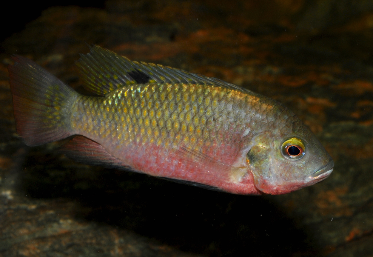 Coptodon sp. 'kisangani'