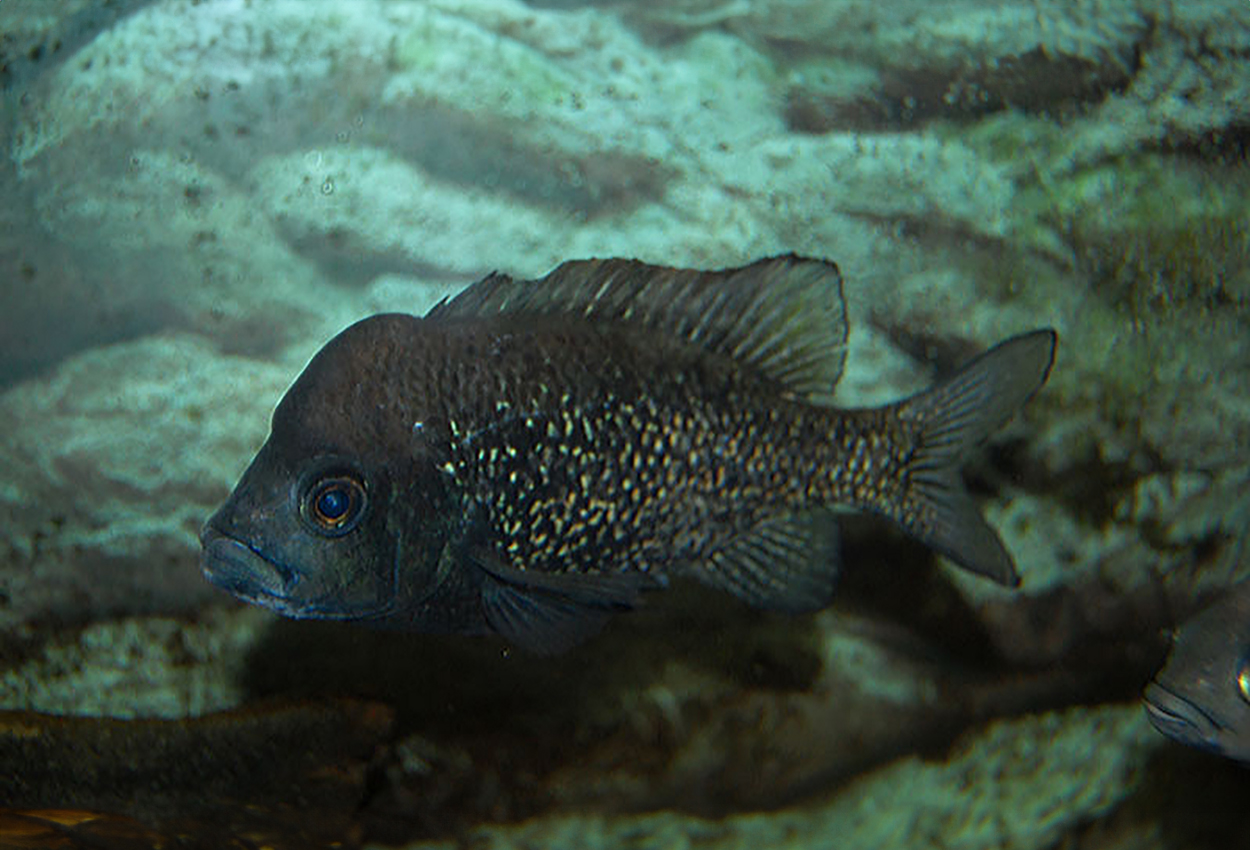 Katria katria