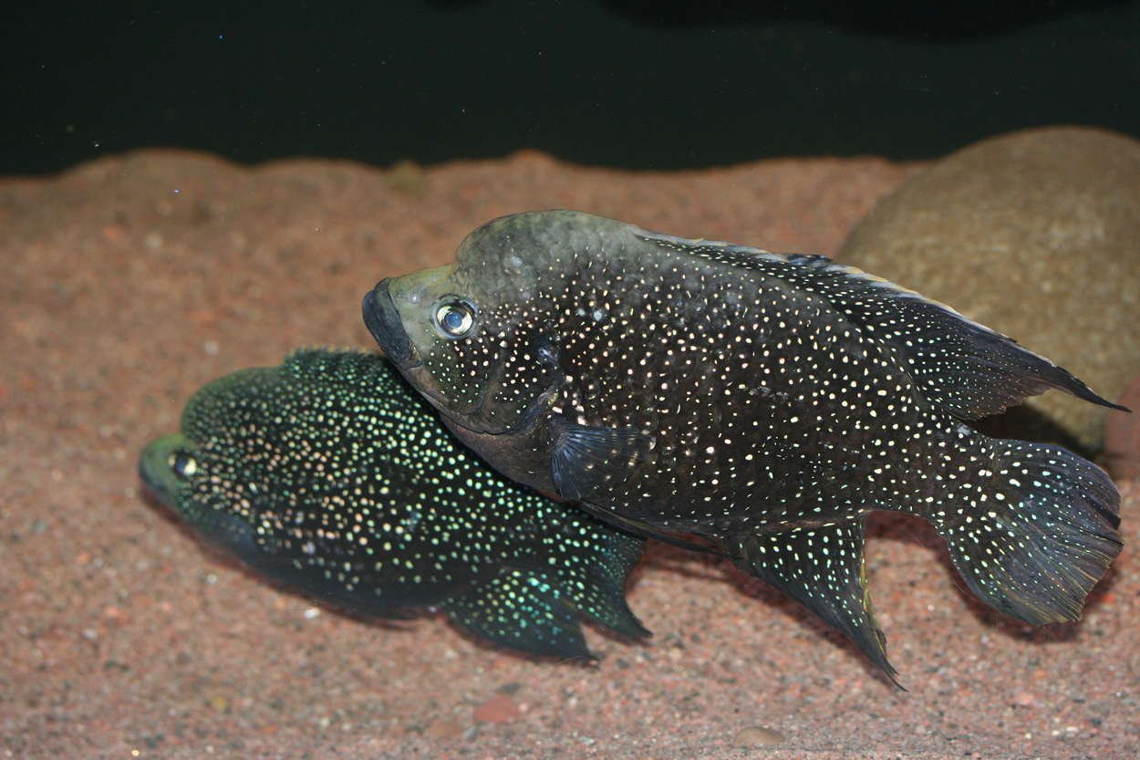 Paratilapia sp. 'smallspots east'