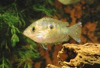 Etroplus maculatus