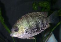 Etroplus suratensis