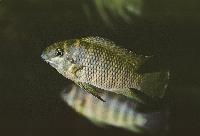 Tilapia joka