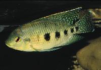 Tilapia mariae