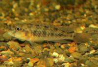 Orthochromis malagaraziensis