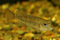 Orthochromis malagaraziensis
