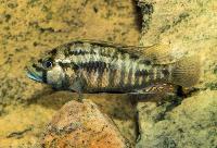 Astatotilapia flaviijosephi