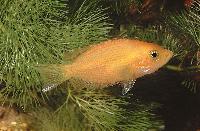 Etroplus maculatus